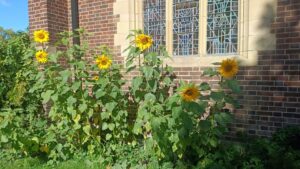 Sunflowers in the garden of St Barbara's church by a stained glass window